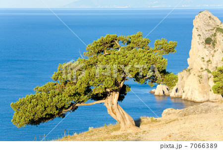 juniper tree juniper tree 7066389