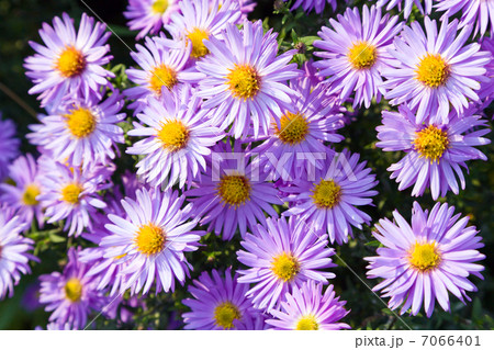 Autumn flowers 7066401