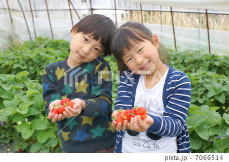 いちご狩り いちご狩り 7066514