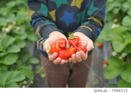 いちご狩り 7066515