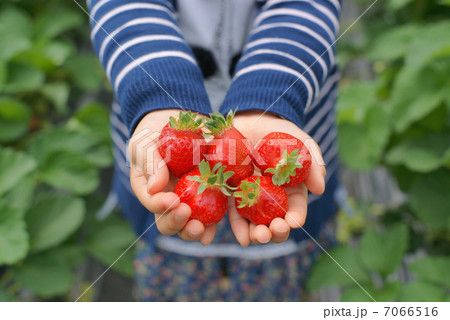 いちご狩り 7066516