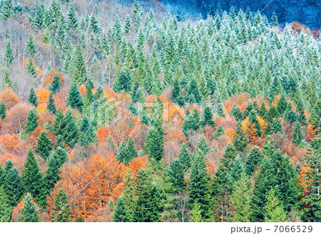 autumn mountain forest autumn mountain forest 7066529