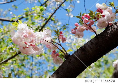 都市農業公園の美しい桜・松月の花と蕾と若葉 7066578