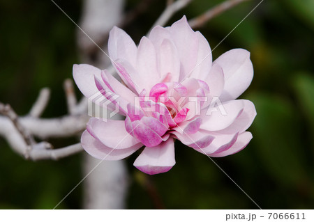 都電沿線の淡い紅色の姫コブシの花 の写真素材