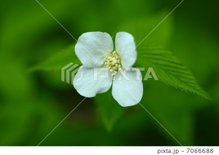 シロヤマブキ 7066688