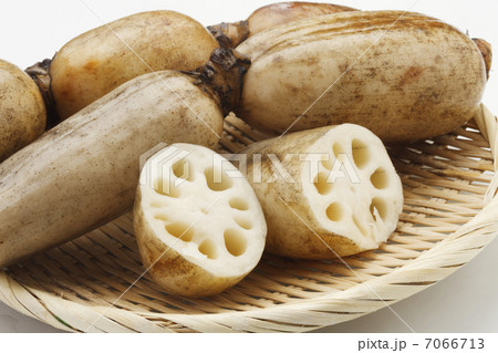 蓮根 7066713