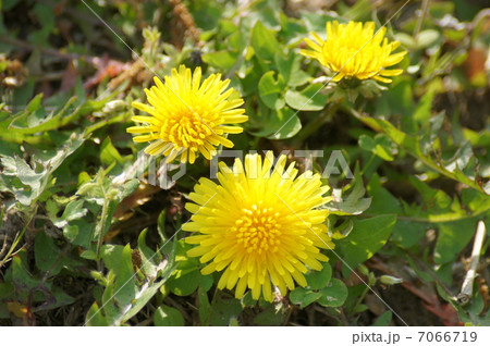 タンポポ 7066719