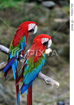 アカコンゴウインコ 7066799