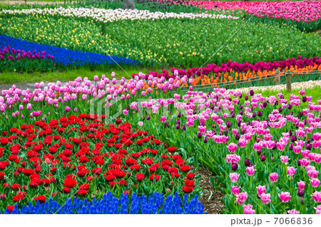 チューリップ 7066836