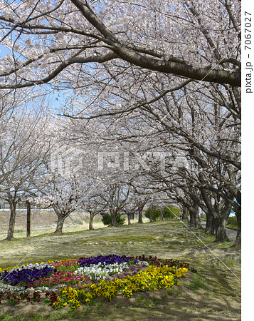 春の阪内川親水公園 春の阪内川親水公園 7067027