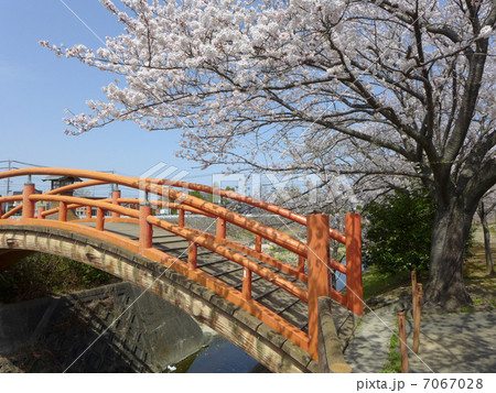 春の阪内川親水公園（橋） 7067028