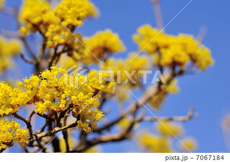 サンシュユの花 サンシュユの花 7067184