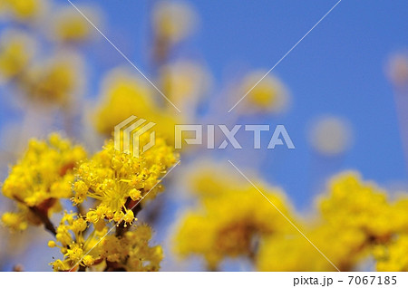 サンシュユの花 サンシュユの花 7067185