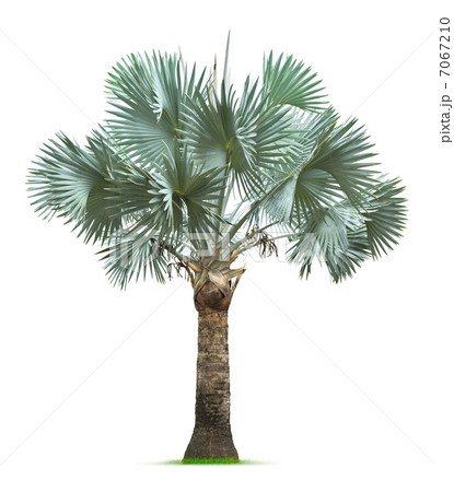 Bismarck Palm Tree 7067210