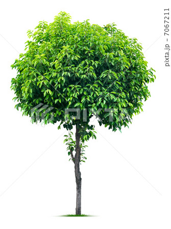 Tree on white 7067211