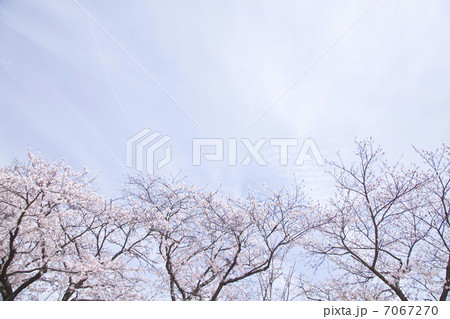 桜の木 7067270