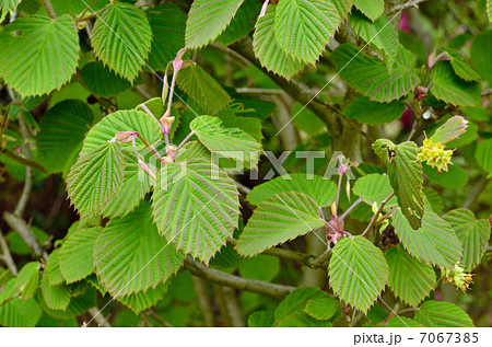 樹木・トサミズキ　マンサク科 7067385