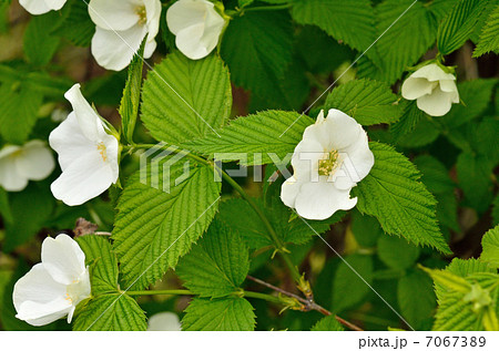 樹木・シロヤマブキ バラ科 樹木・シロヤマブキ バラ科 7067389