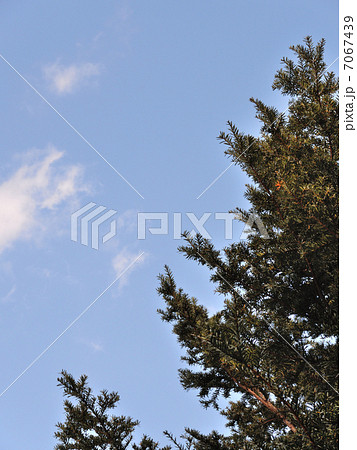 オンコの木 7067439