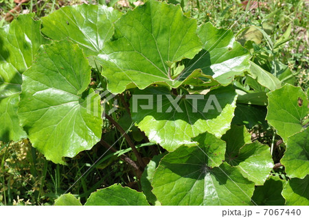 ツワブキ 7067440