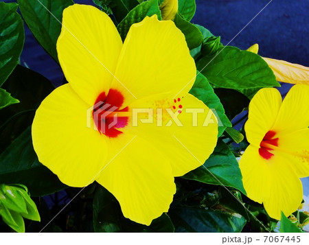 ハイビスカス ハイビスカス 7067445