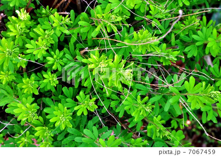 メドハギ 7067459