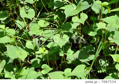 ドクダミ 7067534