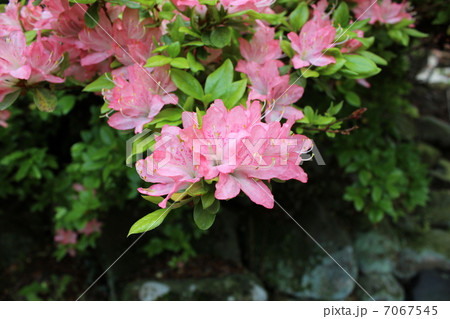 ツツジ 7067545