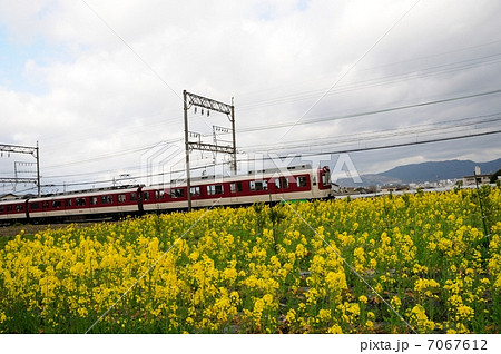 近鉄電車と菜の花 近鉄電車と菜の花 7067612