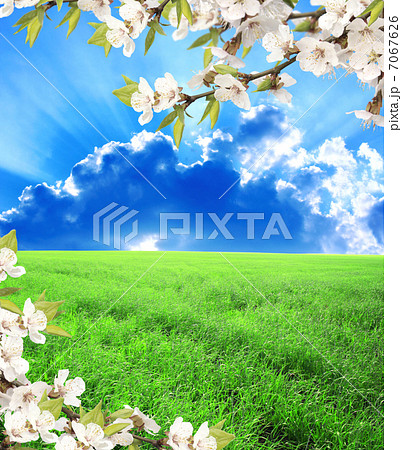 Green field, blue sky and flower of cherry Green field, blue sky and flower of cherry 7067626