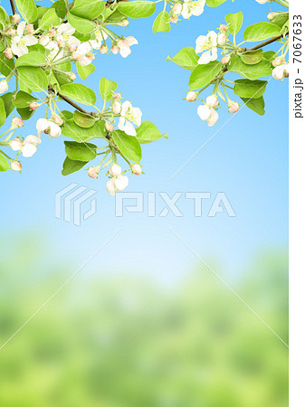 Flowers of apple Flowers of apple 7067633