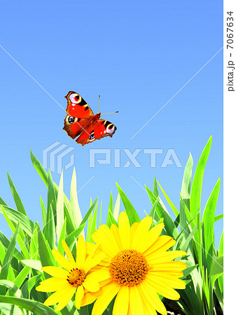 Summer flowers Summer flowers 7067634