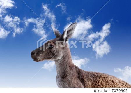 Kangaroo head agaisnt sky background 7070902
