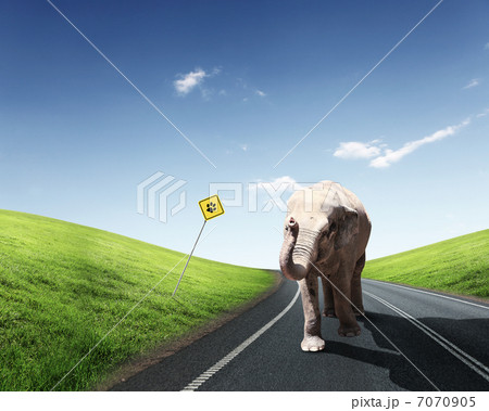 Elephant Bull in walking on a road Elephant Bull in walking on a road 7070905