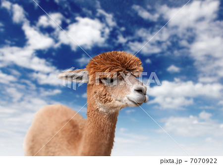 Lama head agaisnt sky background Lama head agaisnt sky background 7070922