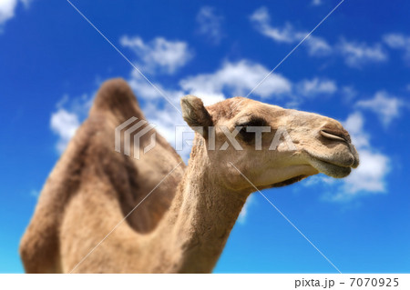 Camel head agaisnt sky background Camel head agaisnt sky background 7070925