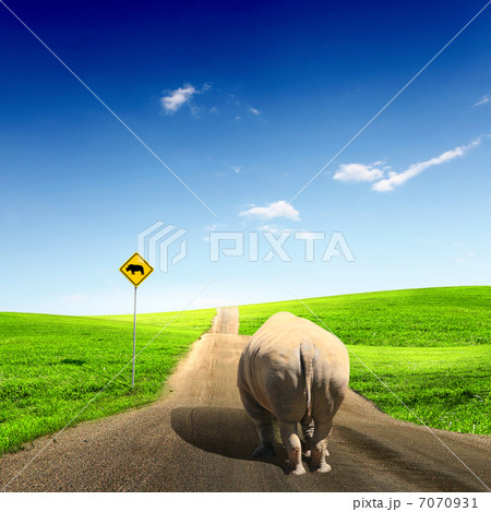 wild rhino wlaking on a road wild rhino wlaking on a road 7070931