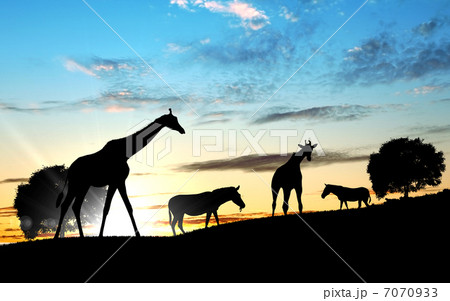 Girafffe agaisnt sky background Girafffe agaisnt sky background 7070933