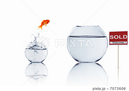 gold fish in a fishbowl gold fish in a fishbowl 7073606