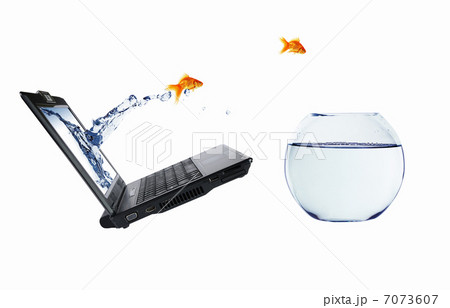 gold fish on notebook screen 7073607