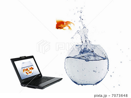 gold fish on notebook screen 7073648