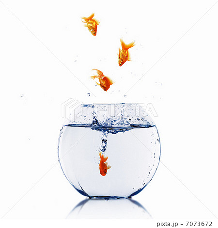 gold fish together 7073672
