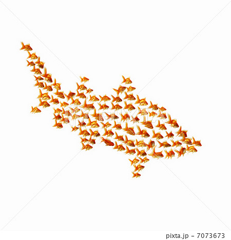 gold fish together 7073673