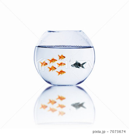 gold fish together 7073674