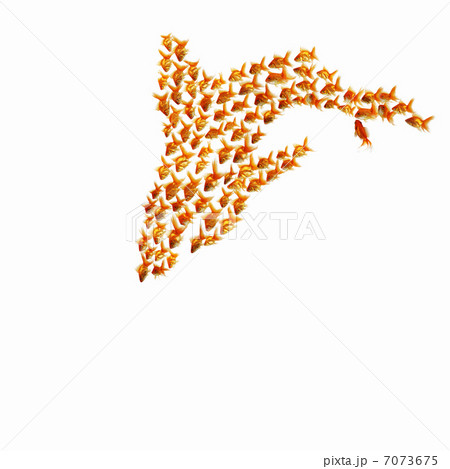 gold fish together 7073675