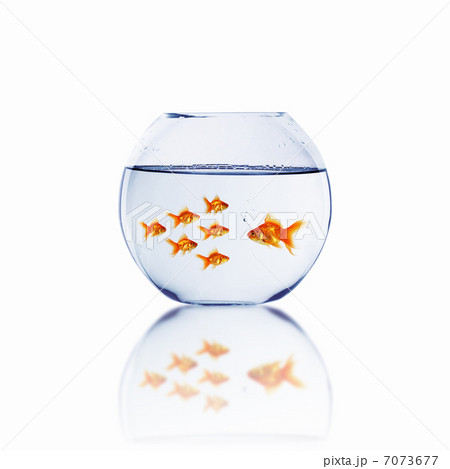 gold fish together 7073677