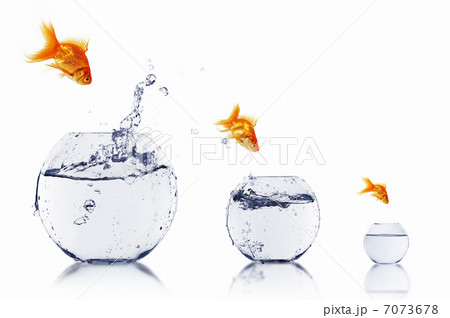 gold fish together 7073678
