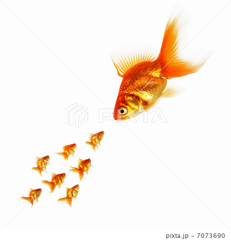 gold fish together 7073690