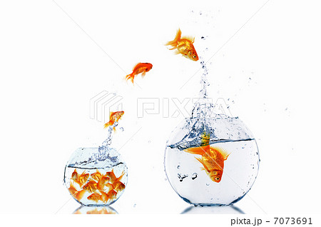 gold fish together 7073691