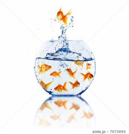 gold fish together 7073693